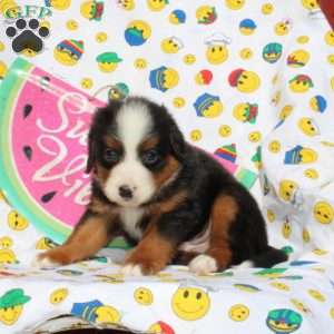 Flynn, Mini Bernedoodle Puppy